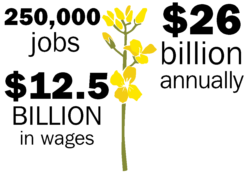 canola